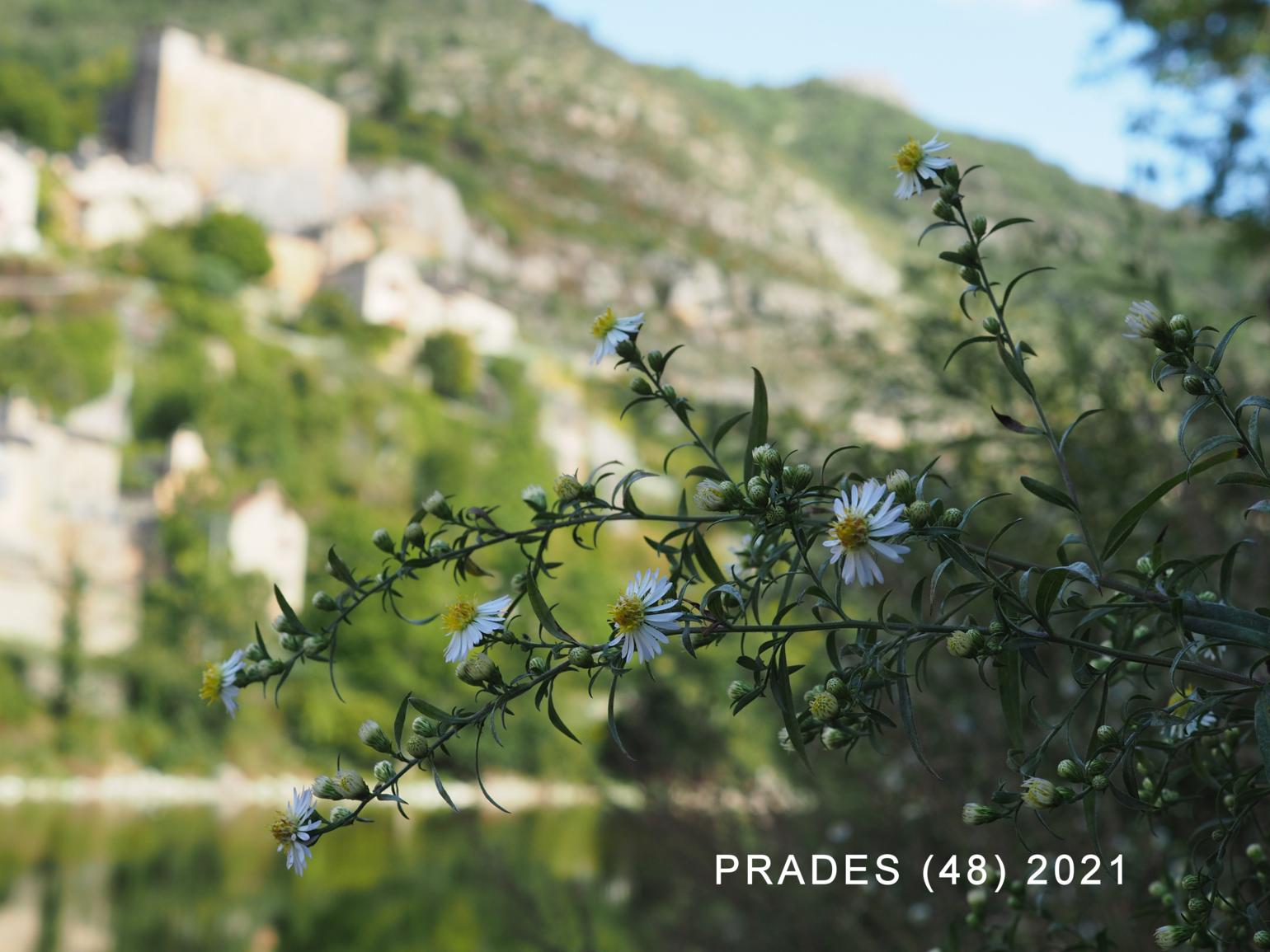 Michaelmas Daisy, Narrow-leaved